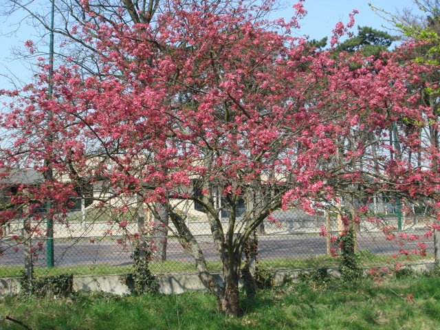 Malus x purpurea 'Eleyi' P28